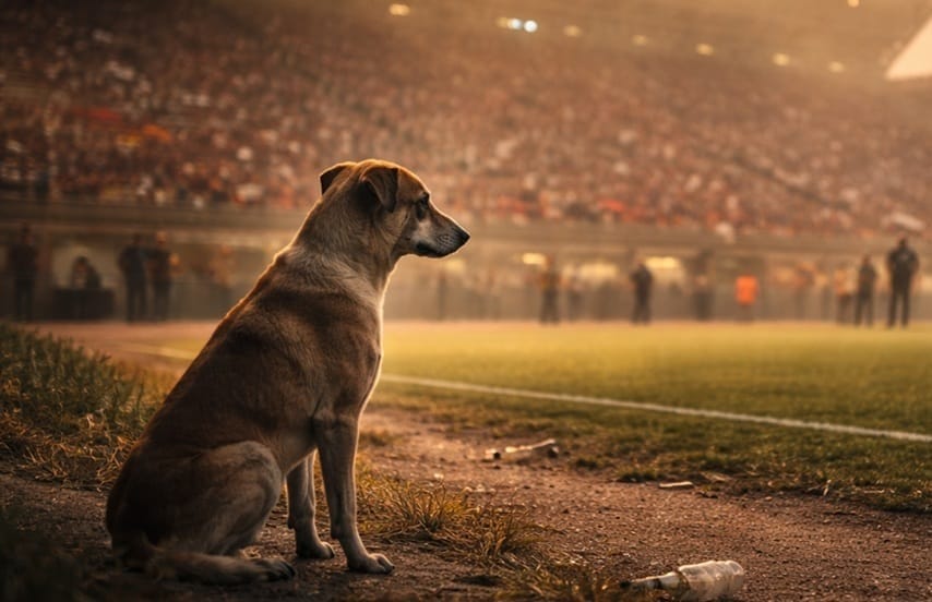 Marruecos, país candidato a ser sede del Mundial de Fútbol 2030, enfrenta denuncias por matanza masiva de 3 millones de perros.