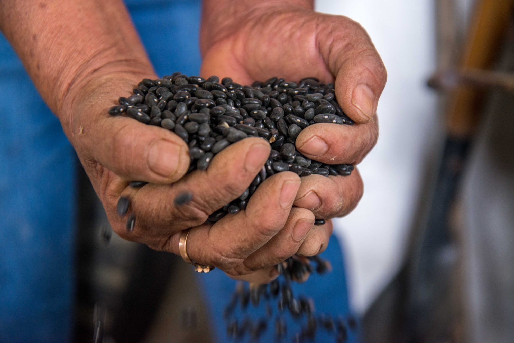 Demanda diputada Noemí Luna al gobierno el pago inmediato a productores zacatecanos de frijol por 2 mil 160 millones de pesos.