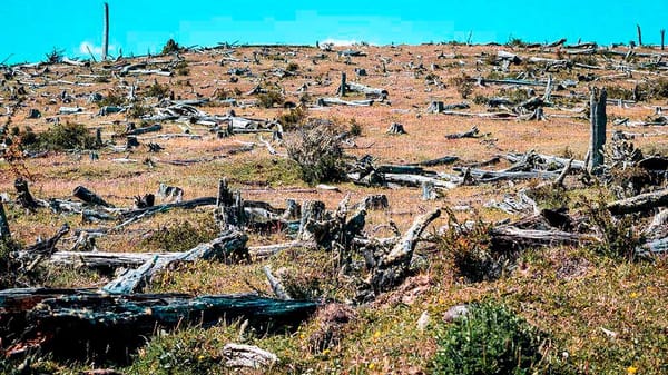 Impulsa diputado Eduardo Gaona tipificar el delito de ecocidio con sanciones penales